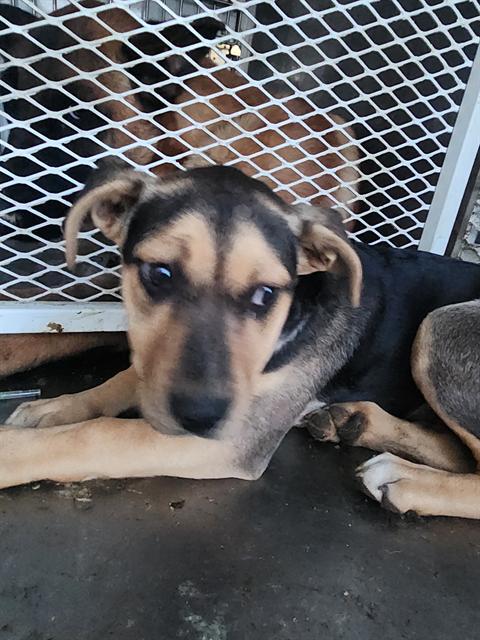 Enlarge Sindi -- URGENT! LONGTIME RESIDENT!, a ADOPTABLE mixed breed in Thousand Oaks, CA image 1/1