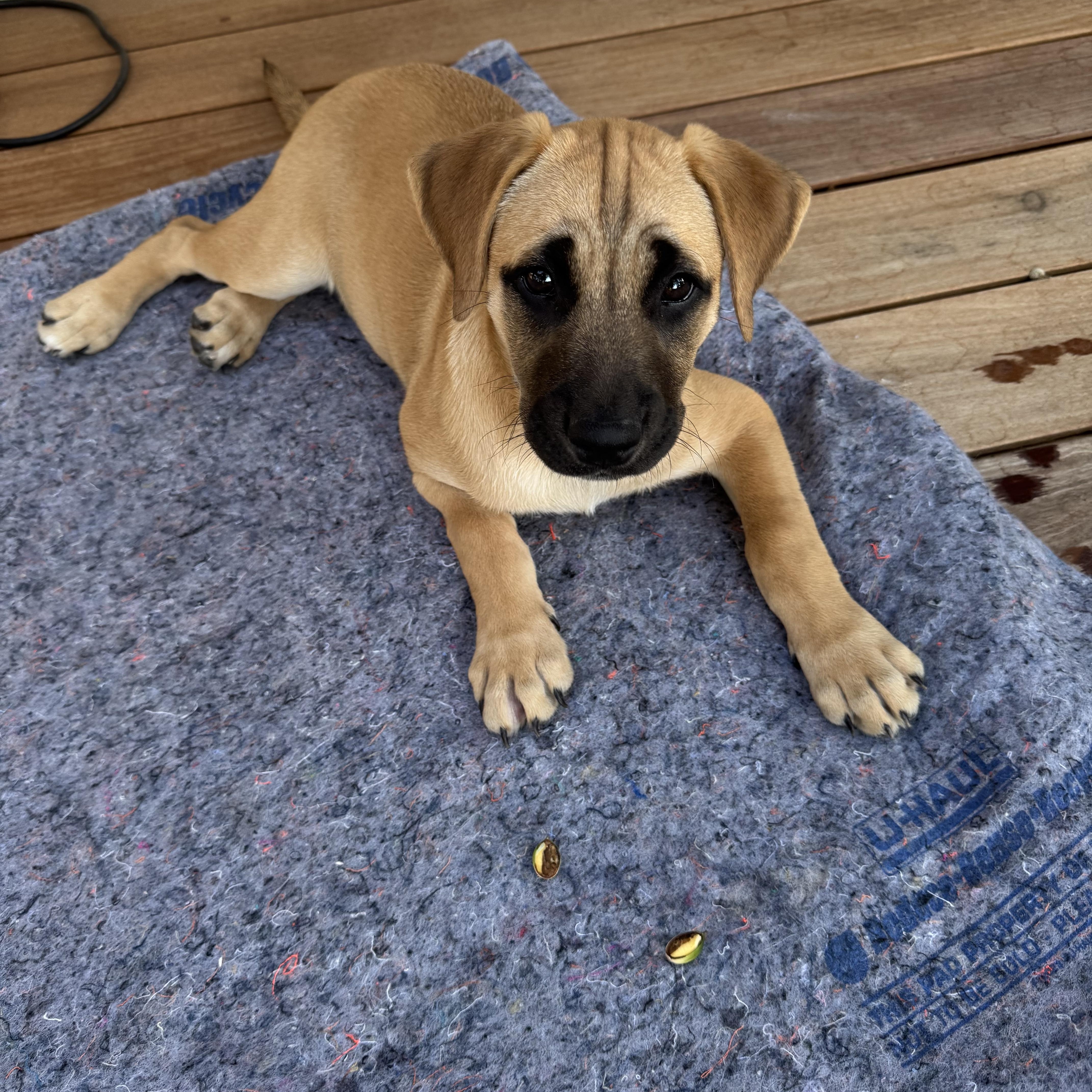 Sunny, Adopted, Puppy Female Black Mouth Cur.