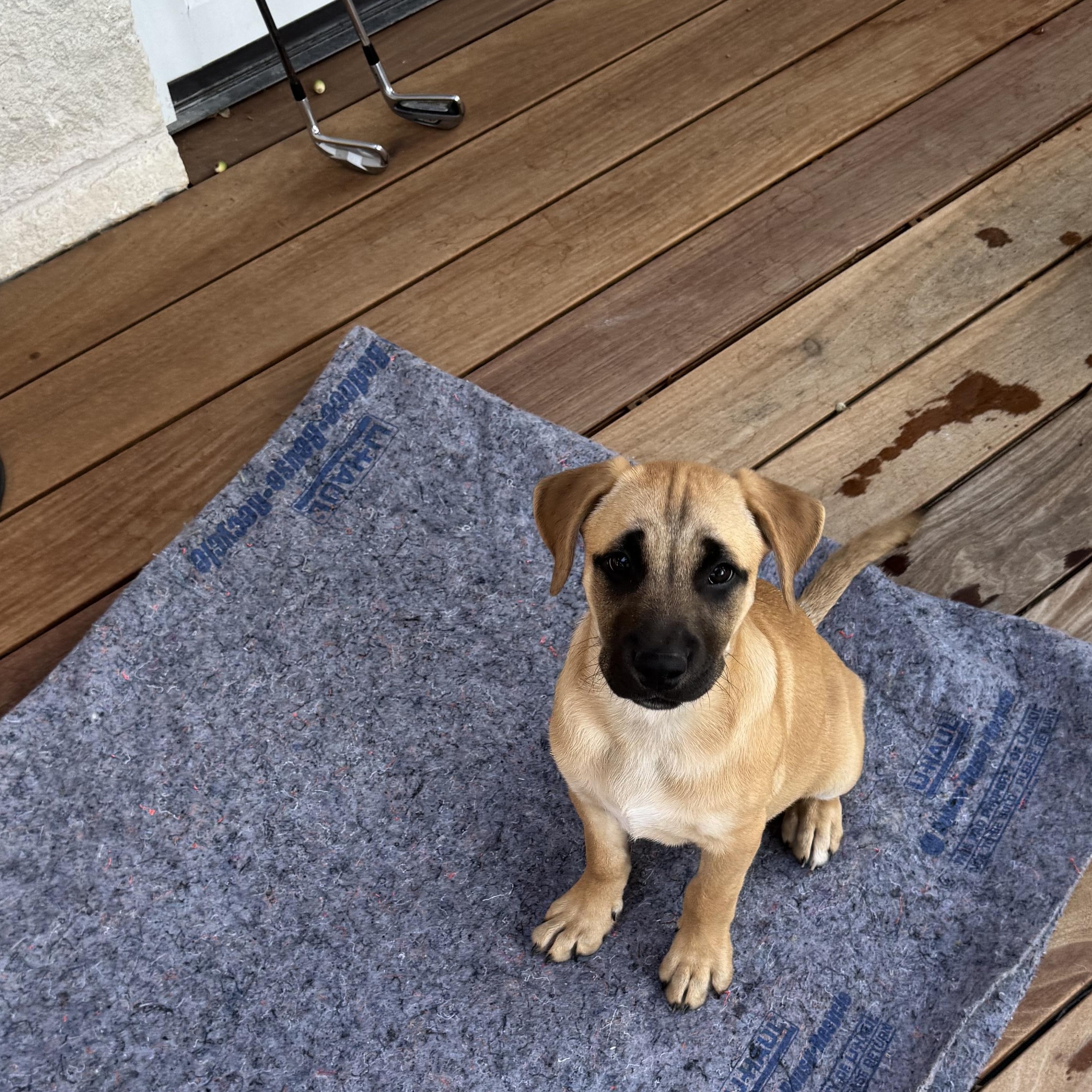 Enlarge Sunny, a Adopted mixed breed in Georgetown, TX image 2/3