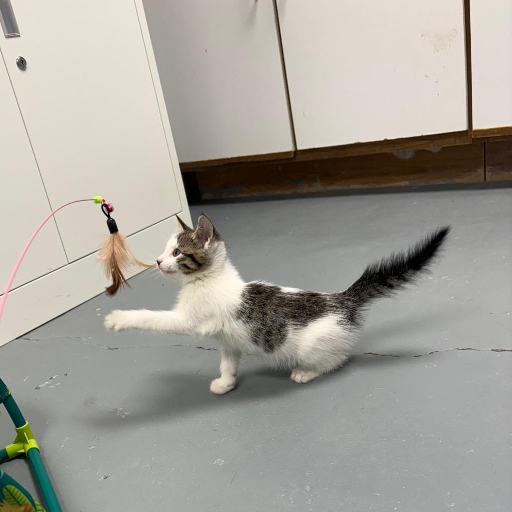 Ginger, Adoptable, Kitten Male Domestic Short Hair.