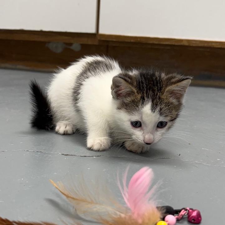 Ginger, a Adoptable Domestic Short Hair in Crookston, MN image 2/5