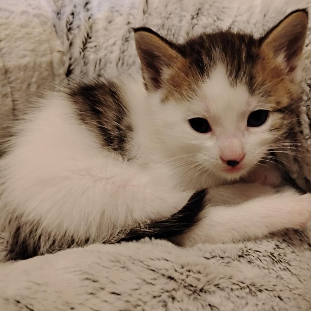 Ginger, a Adoptable Domestic Short Hair in Crookston, MN image 3/5