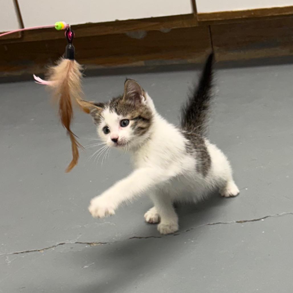 Ginger, a Adoptable Domestic Short Hair in Crookston, MN image 4/5