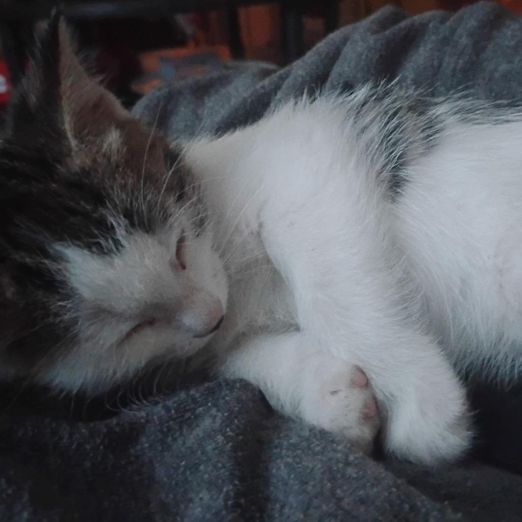 Ginger, a Adoptable Domestic Short Hair in Crookston, MN image 5/5