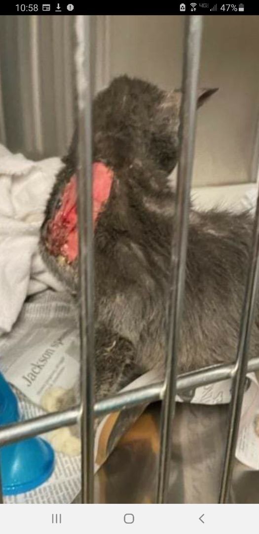 Enlarge Buster- a special boy, a Adoptable Domestic Short Hair in Clarksville, IN image 1/3