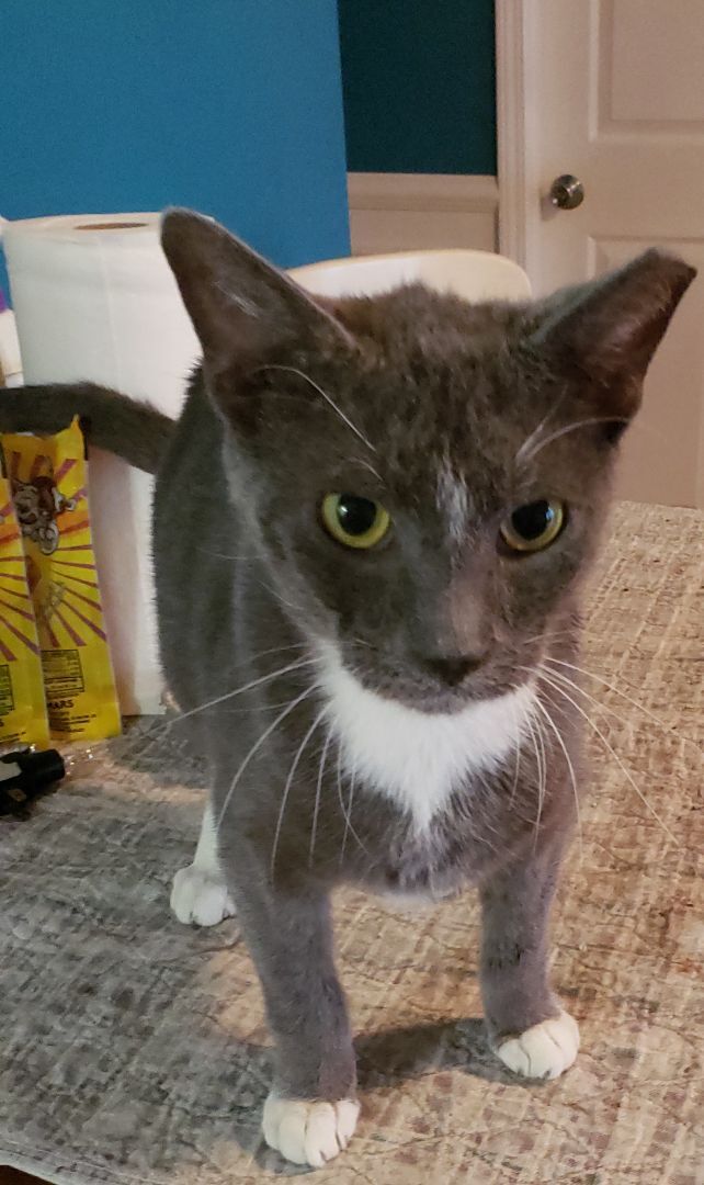 Buster- a special boy, Adoptable, Adult Male Domestic Short Hair.