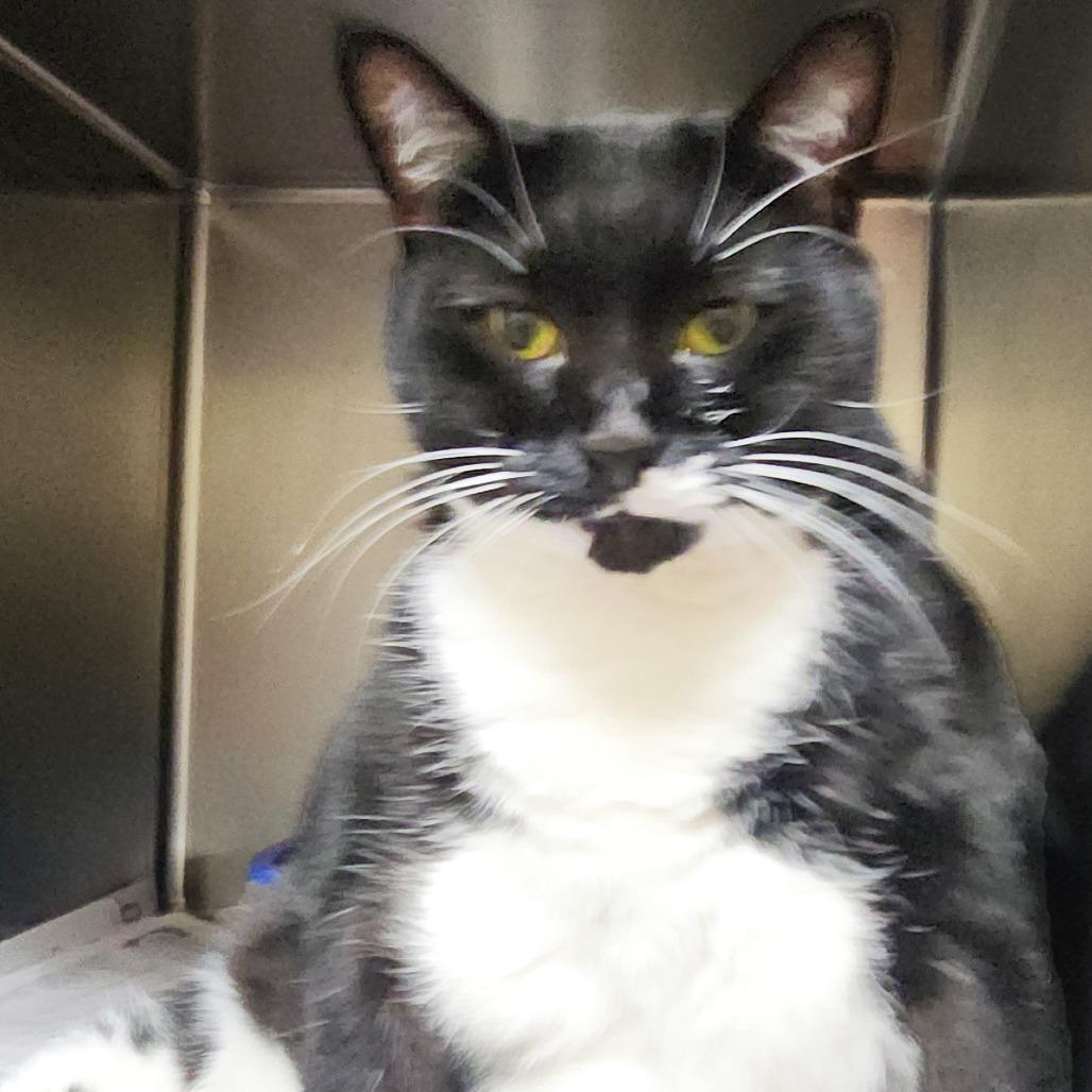 Big Bertha, Adoptable, Adult Female Domestic Short Hair.