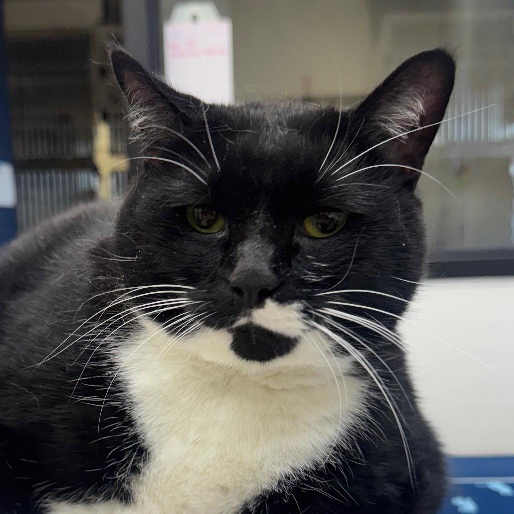 Enlarge Big Bertha, a Adoptable Domestic Short Hair in Galveston, TX image 2/6