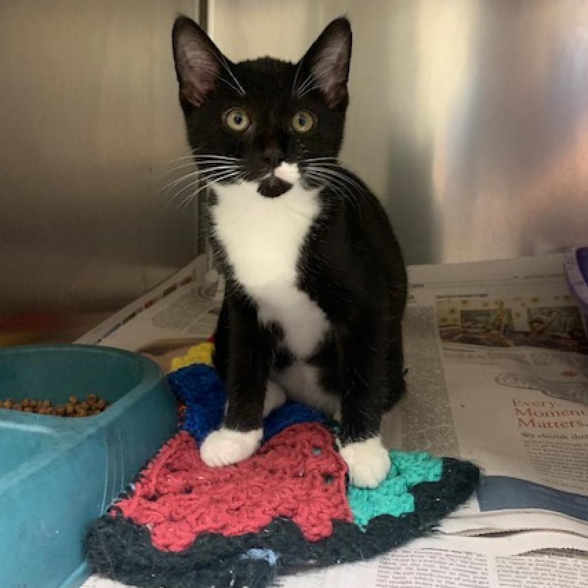 Enlarge Big Bertha, a Adoptable Domestic Short Hair in Galveston, TX image 3/6