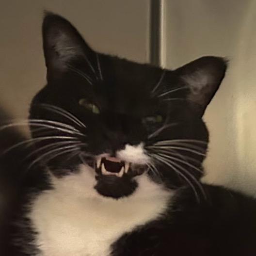 Enlarge Big Bertha, a Adoptable Domestic Short Hair in Galveston, TX image 4/6