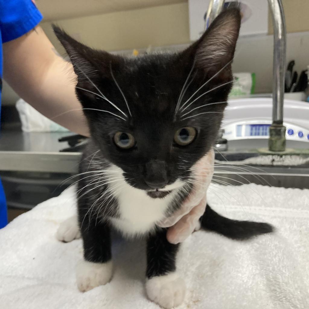 Enlarge Big Bertha, a Adoptable Domestic Short Hair in Galveston, TX image 5/6