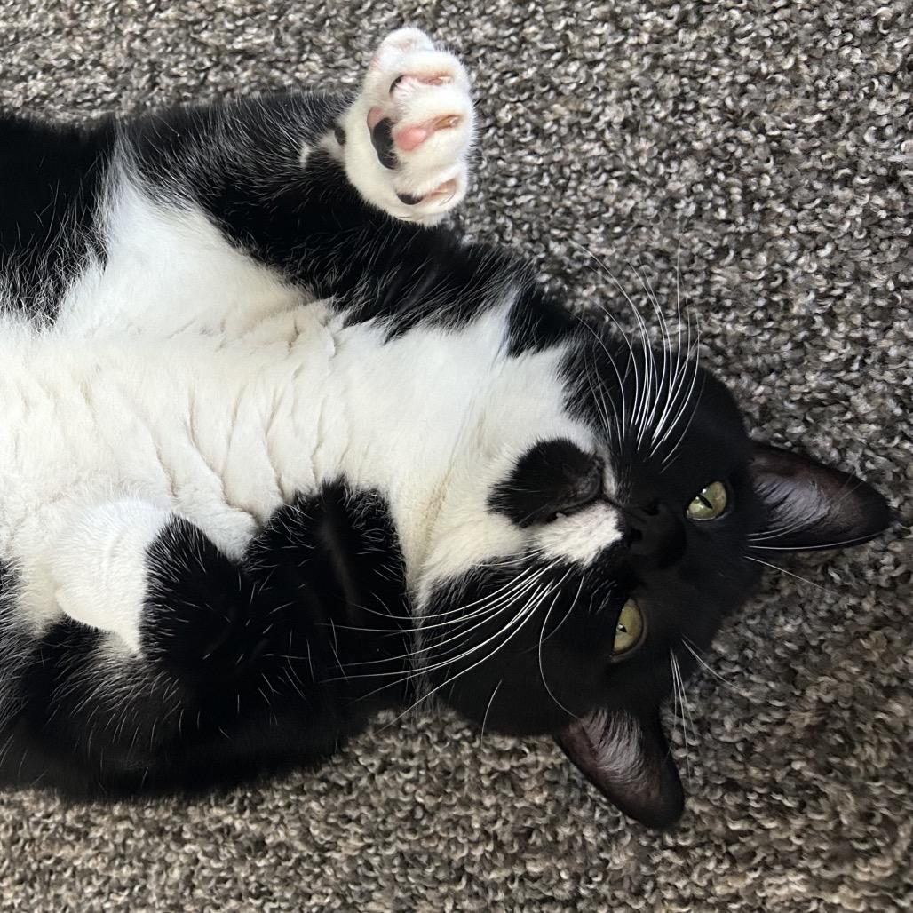 Enlarge Big Bertha, a Adoptable Domestic Short Hair in Galveston, TX image 6/6