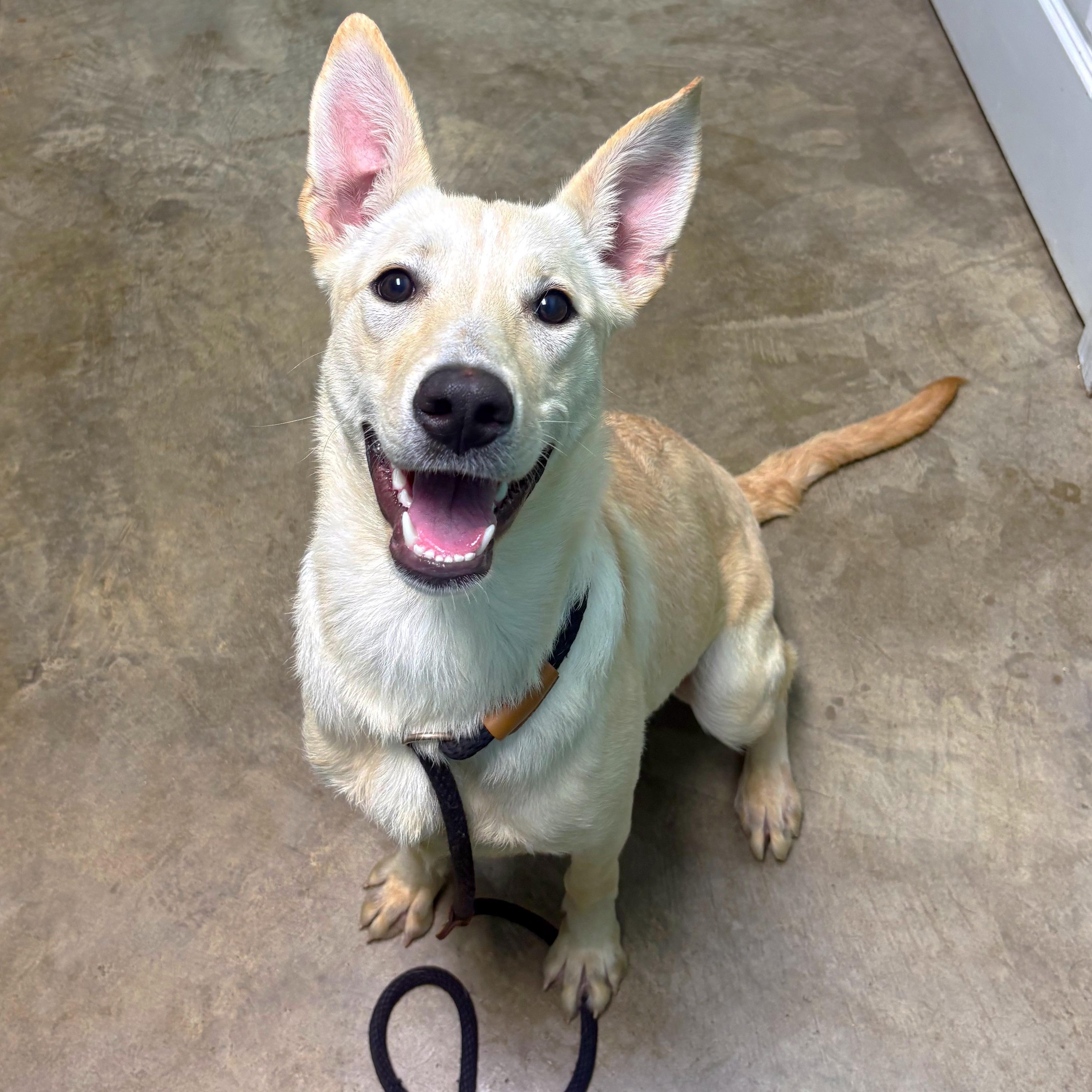 Enlarge Sandy, a Adoptable mixed breed in Godfrey, IL image 1/1