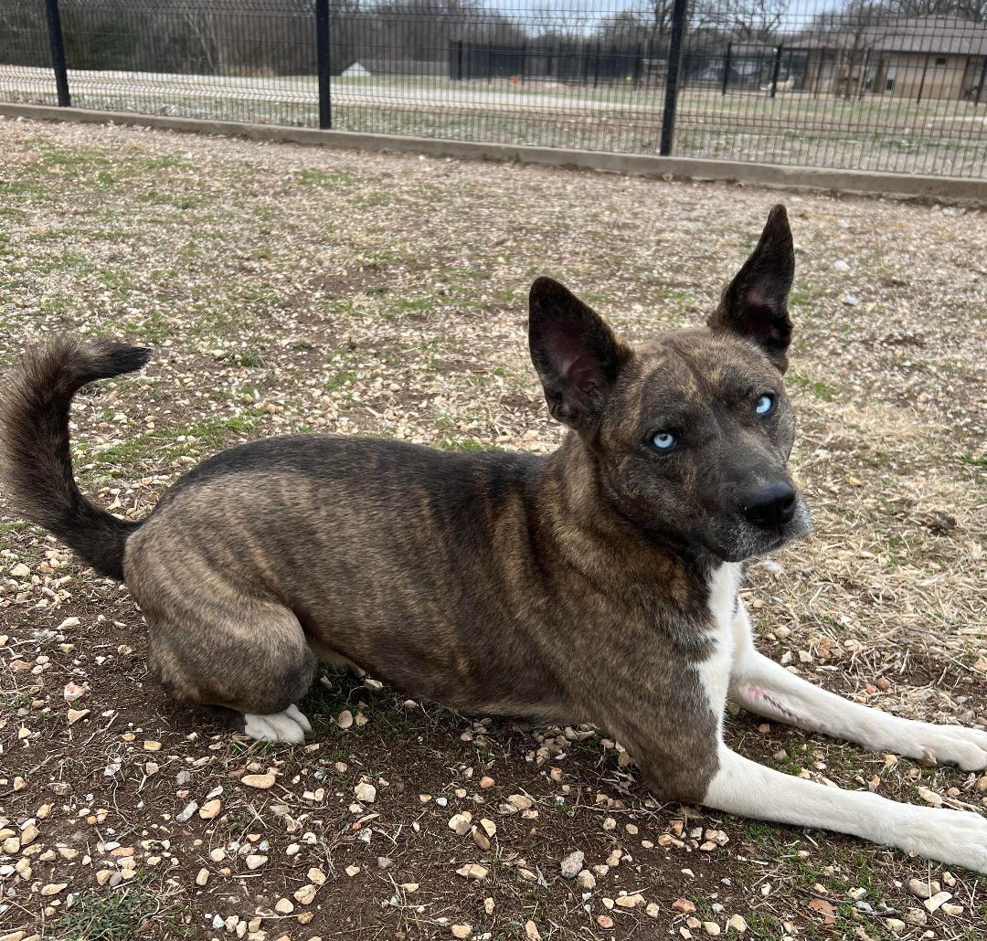 Sally, Adoptable, Young Female Husky.