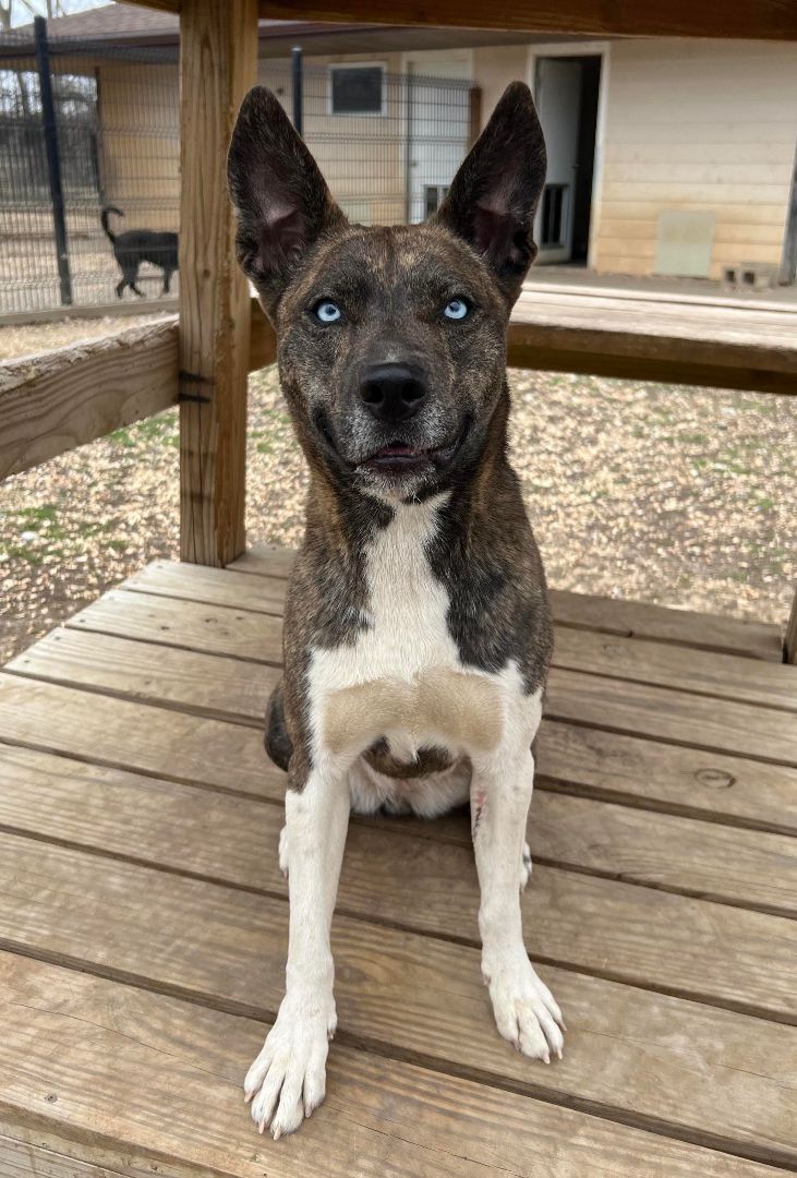 Sally, a Adoptable mixed breed in Auburn, NE image 2/10