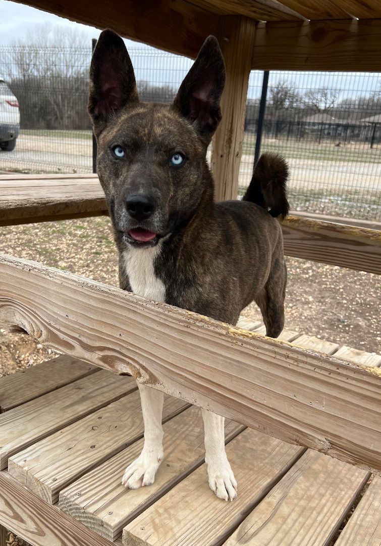 Sally, a Adoptable mixed breed in Auburn, NE image 3/10