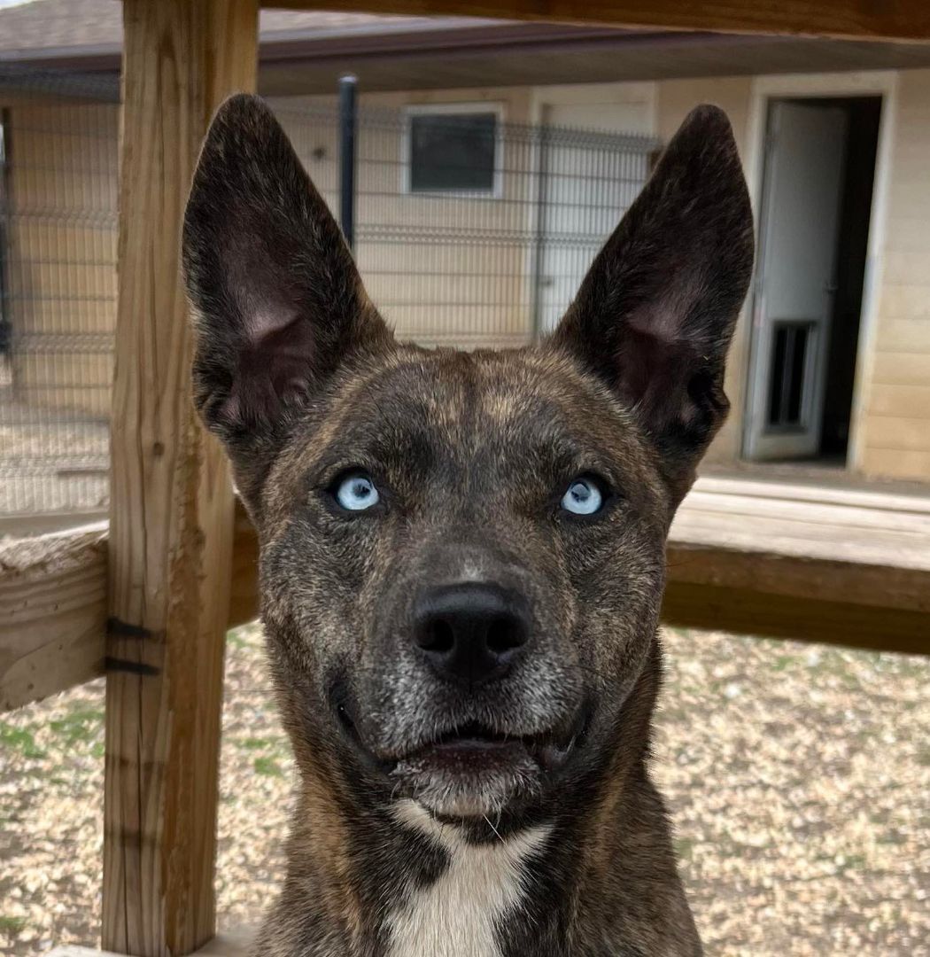 Sally, a Adoptable mixed breed in Auburn, NE image 4/10