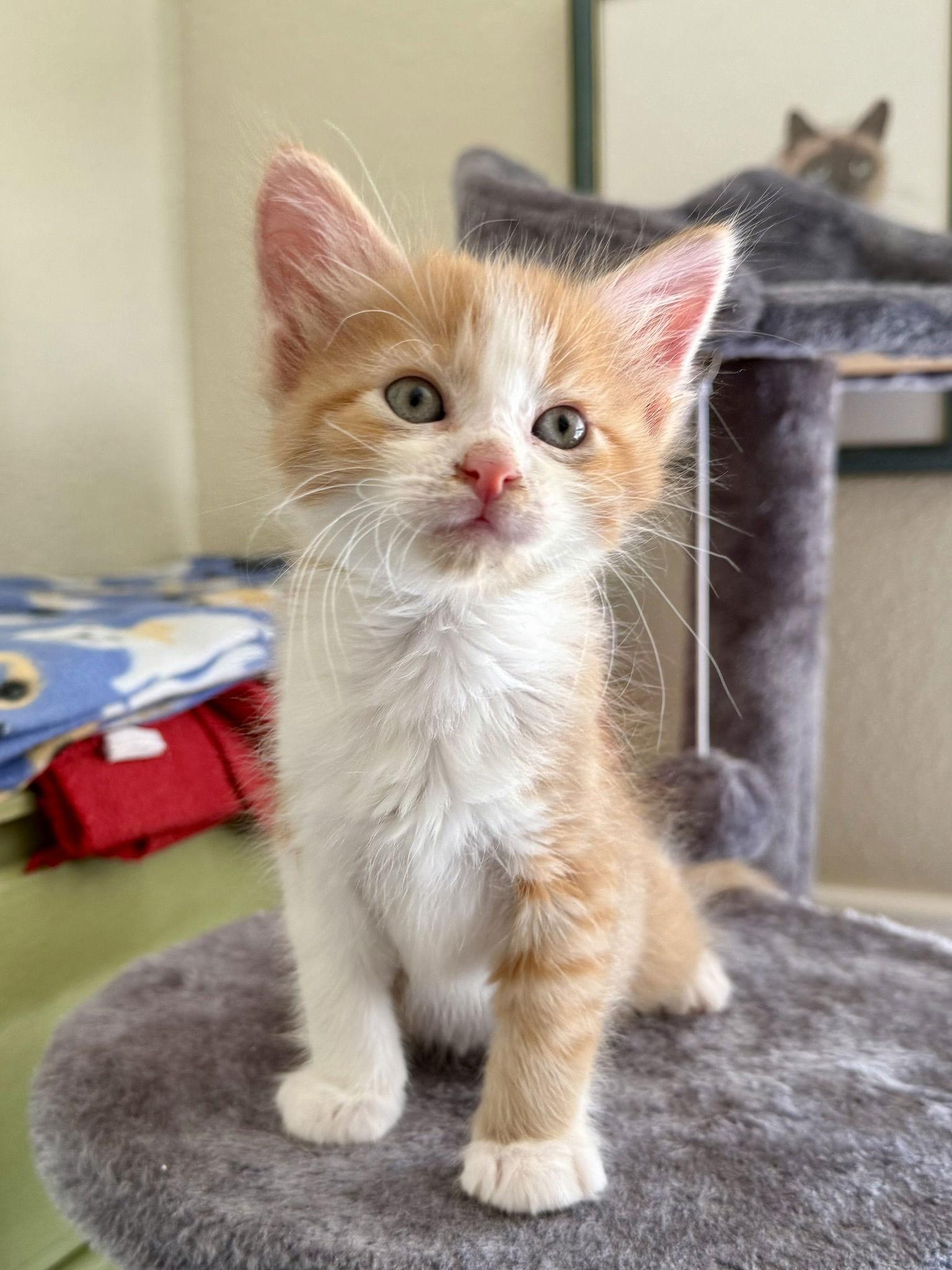 O'Malley, Adopted, Kitten Male Domestic Long Hair & Tabby.