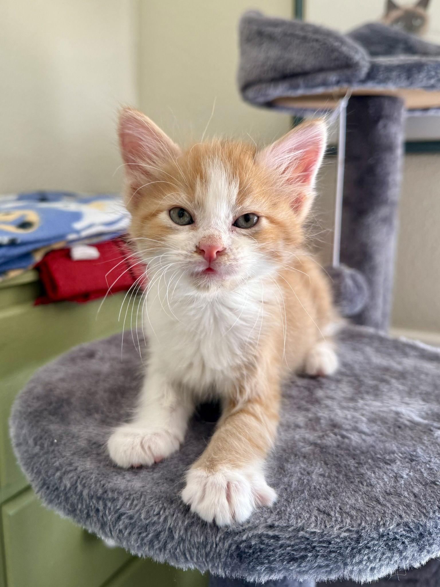 O'Malley, a Adopted mixed breed in Texarkana, TX image 2/3