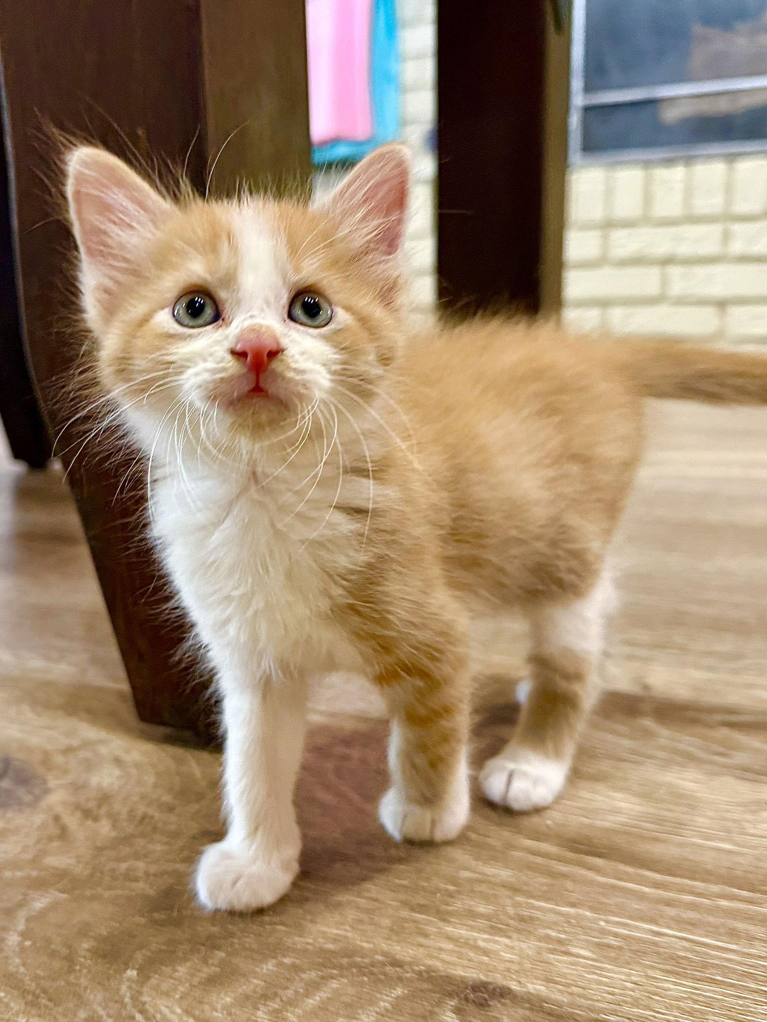 O'Malley, a Adopted mixed breed in Texarkana, TX image 3/3