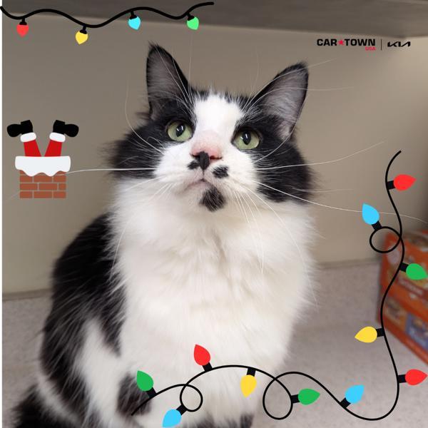 Goatee, Adoptable, Adult Male Domestic Long Hair.