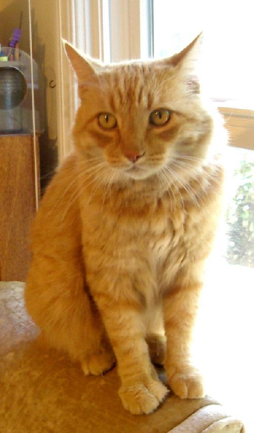 Garfield, Adopted, Adult Male Tabby.