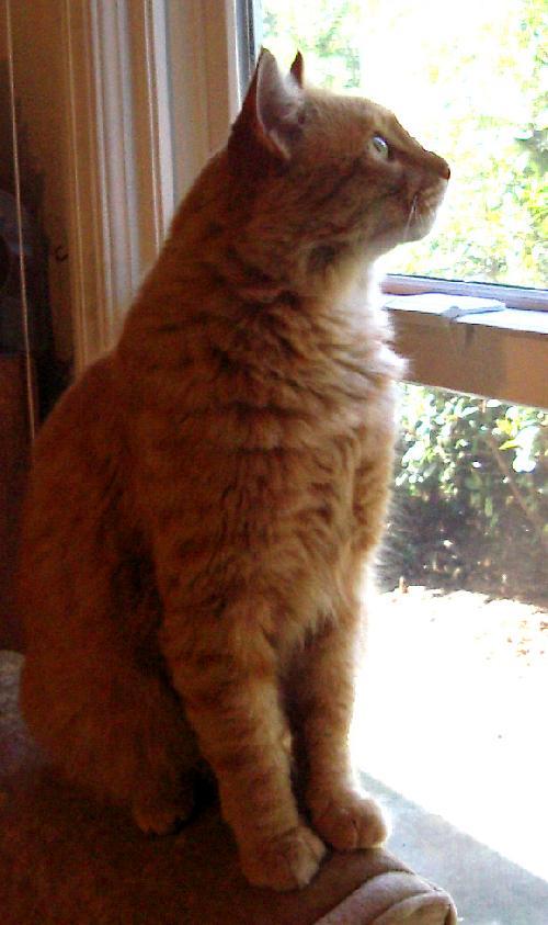 Enlarge Garfield, a Adopted Tabby in San Jose, CA image 2/2
