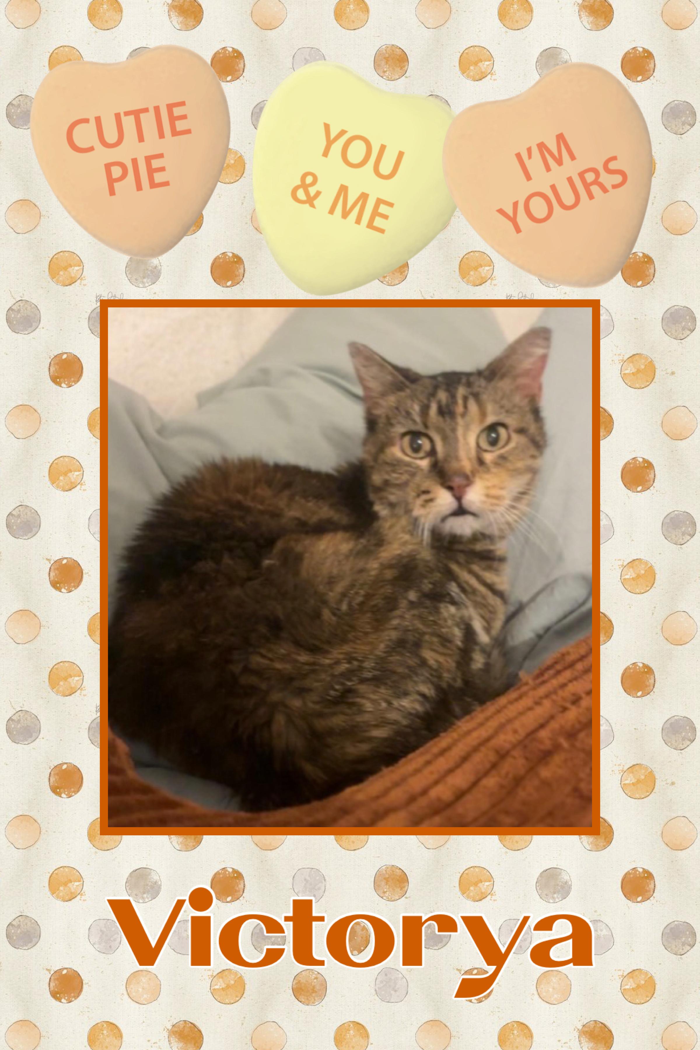 Enlarge Victorya, a Adoptable Domestic Short Hair in Kearney, NE image 1/2