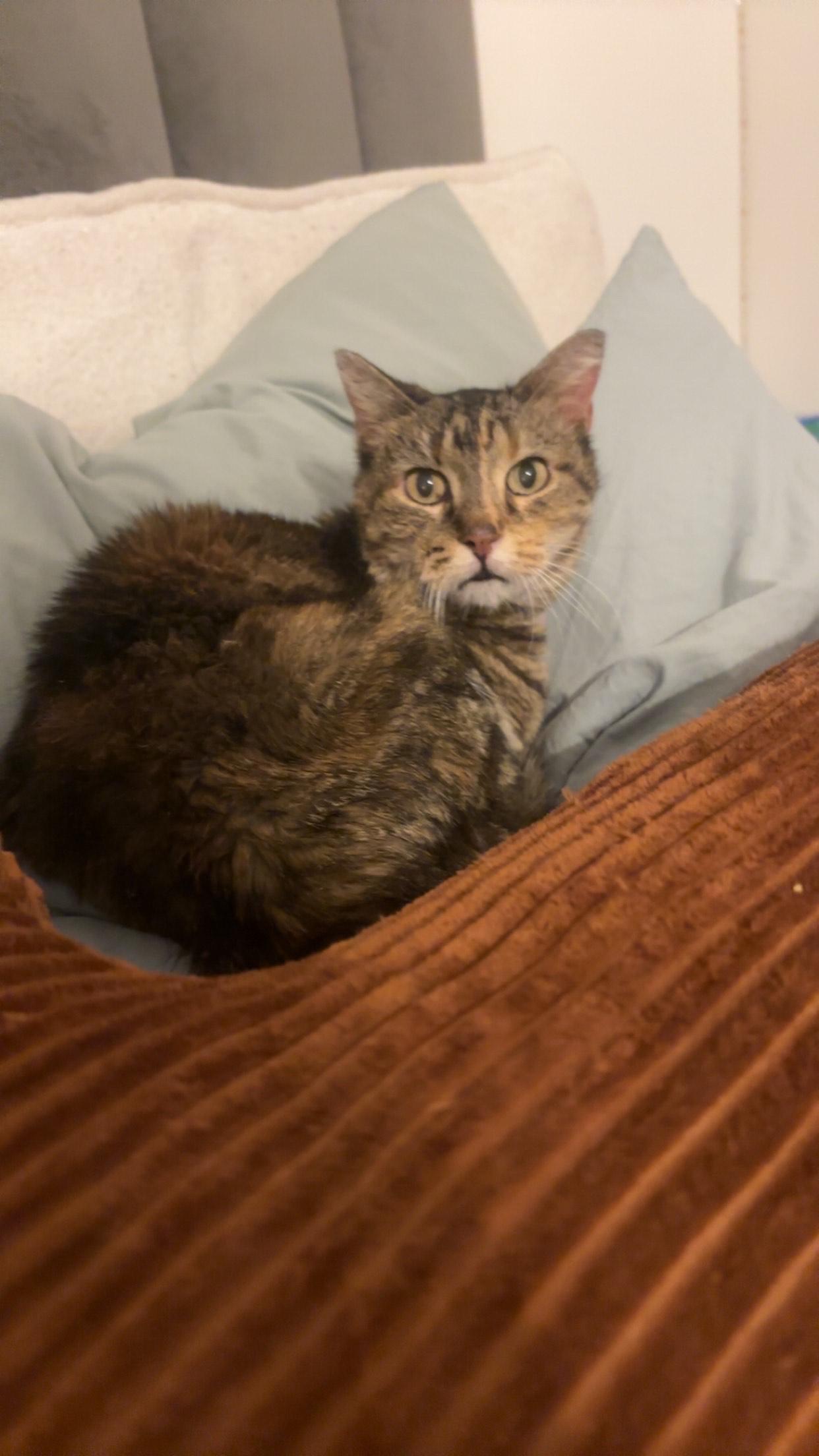 Enlarge Victorya, a Adoptable Domestic Short Hair in Kearney, NE image 2/2