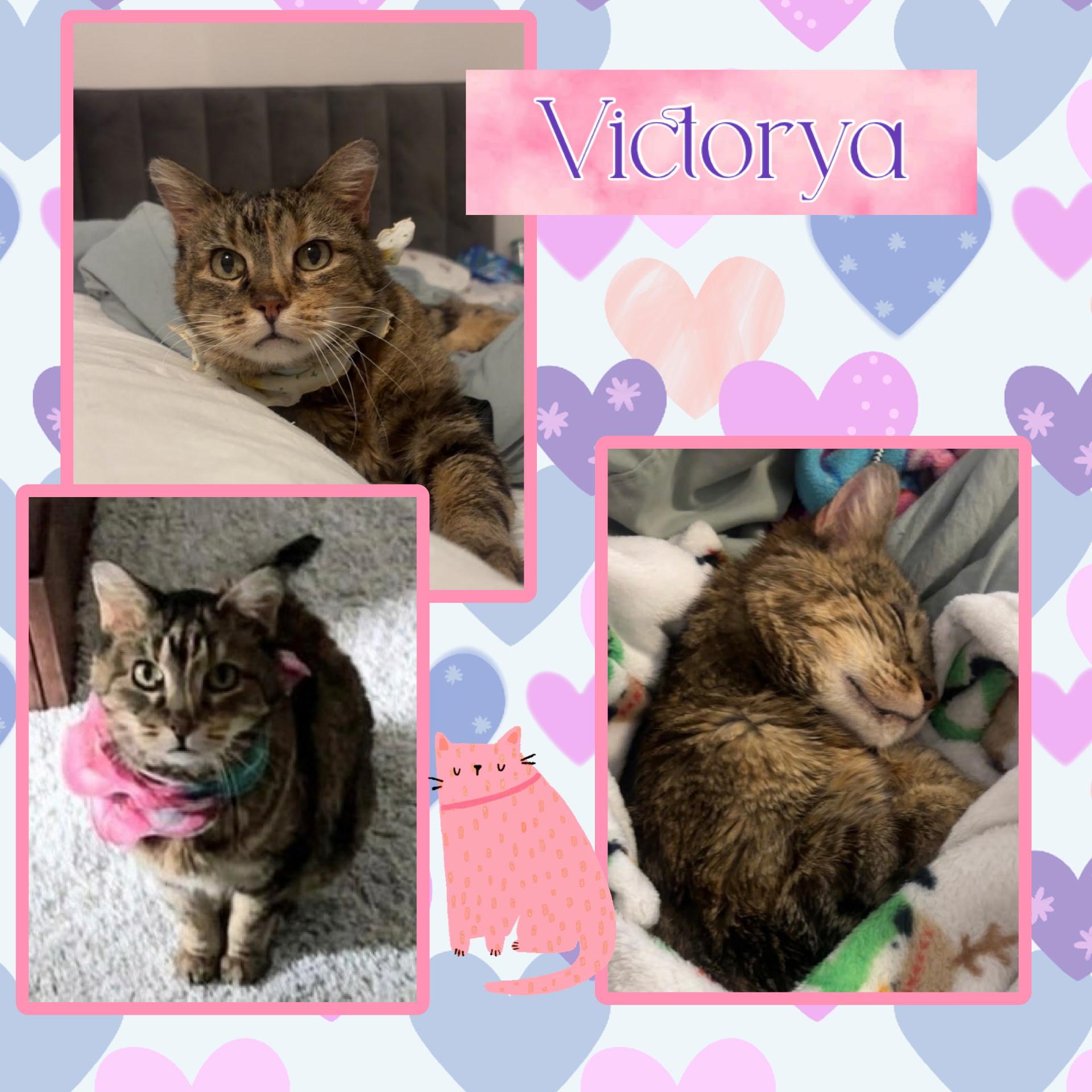 Victorya, Adoptable, Adult Female Domestic Short Hair.