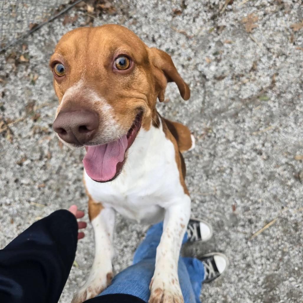 Almond — thumbnail 2