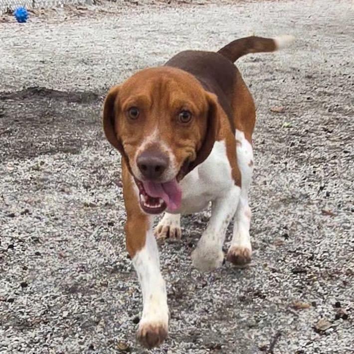 Almond — thumbnail 3