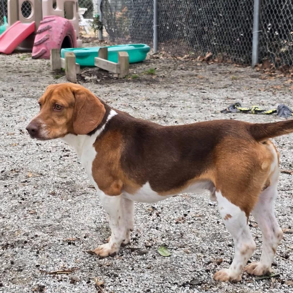 Almond — thumbnail 4