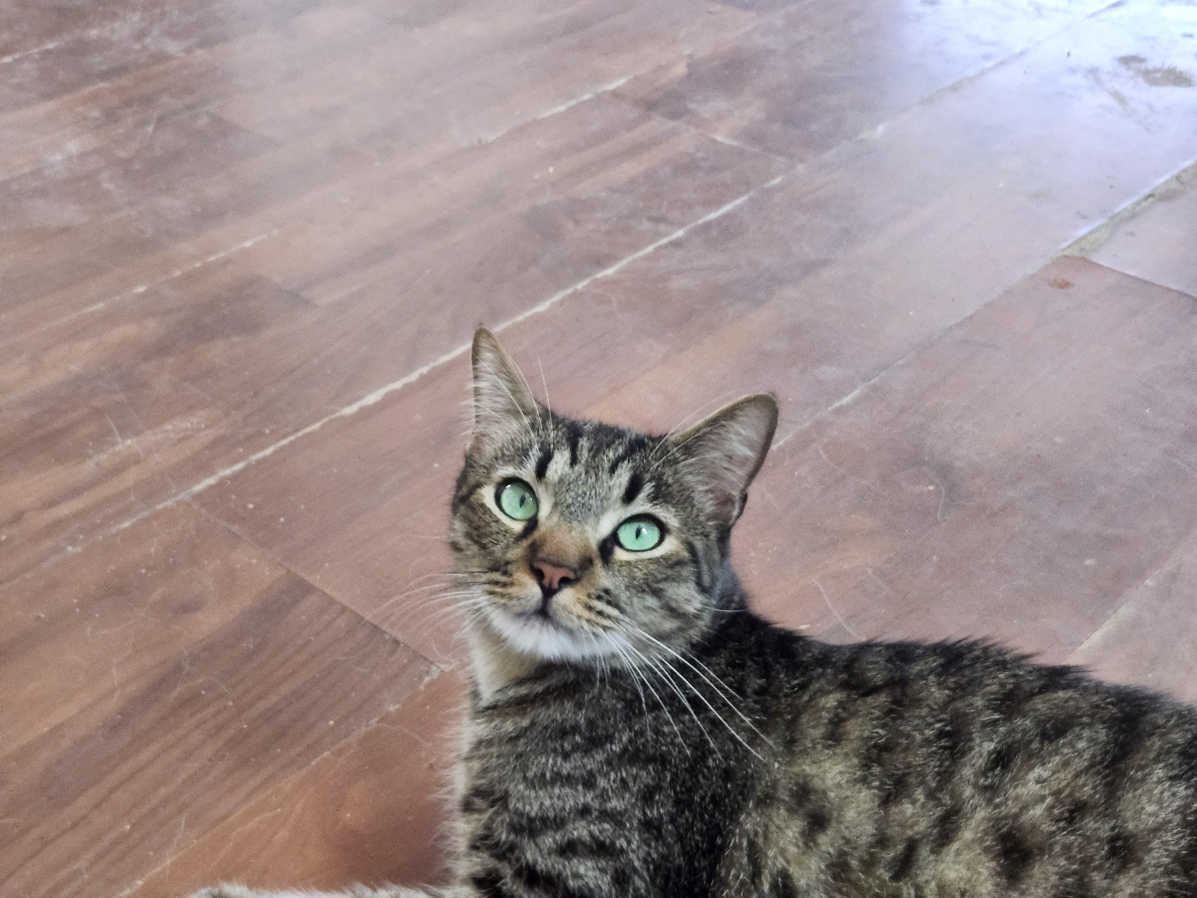 Linus, ADOPTABLE, Adult Male Domestic Short Hair.