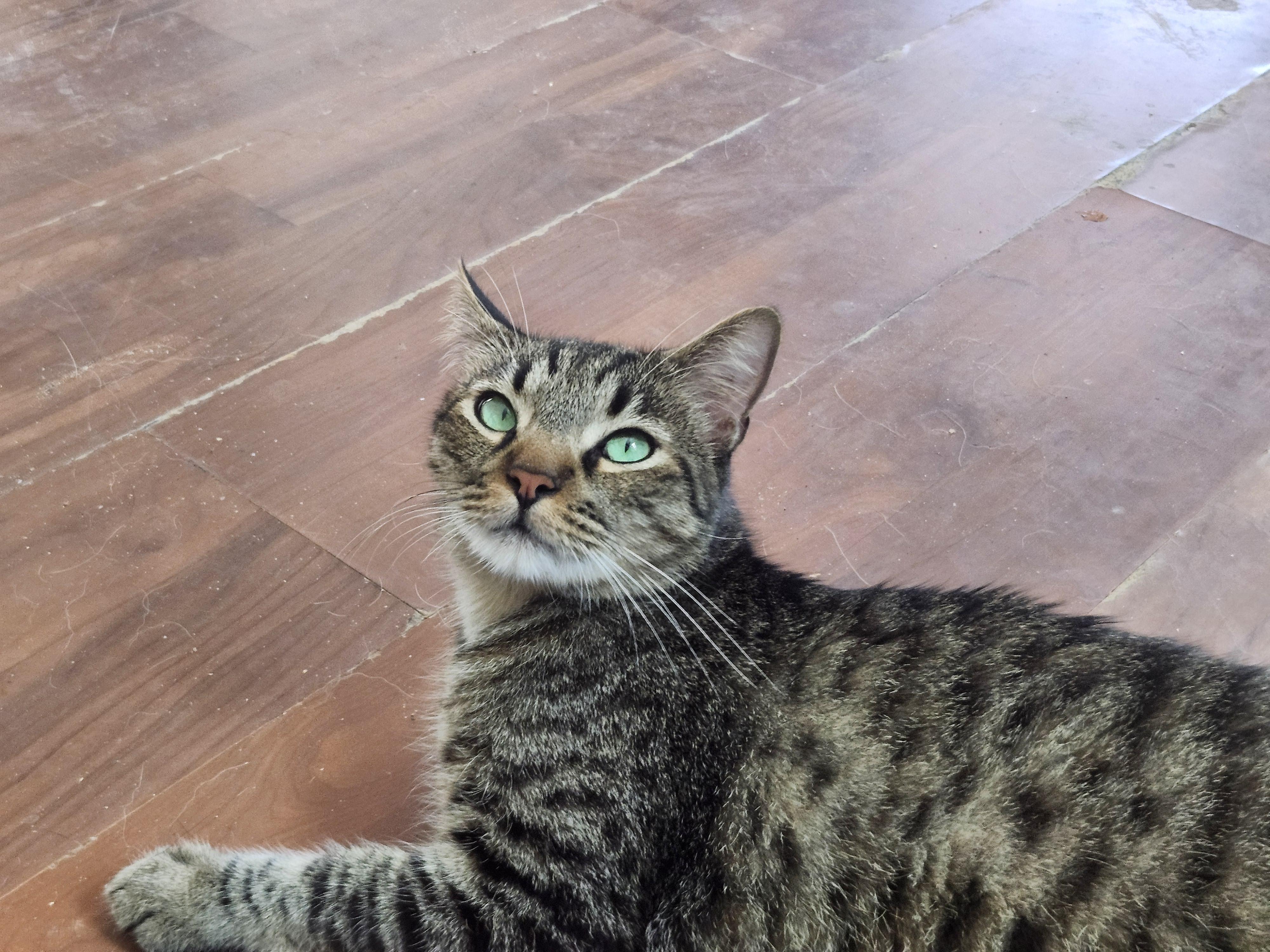Linus, a ADOPTABLE Domestic Short Hair in Long Beach, CA image 2/2