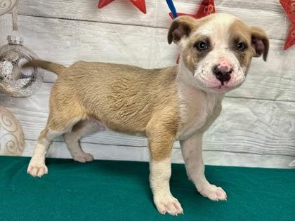 Nelson, Adoptable, Puppy Male Pit Bull Terrier & Shepherd.