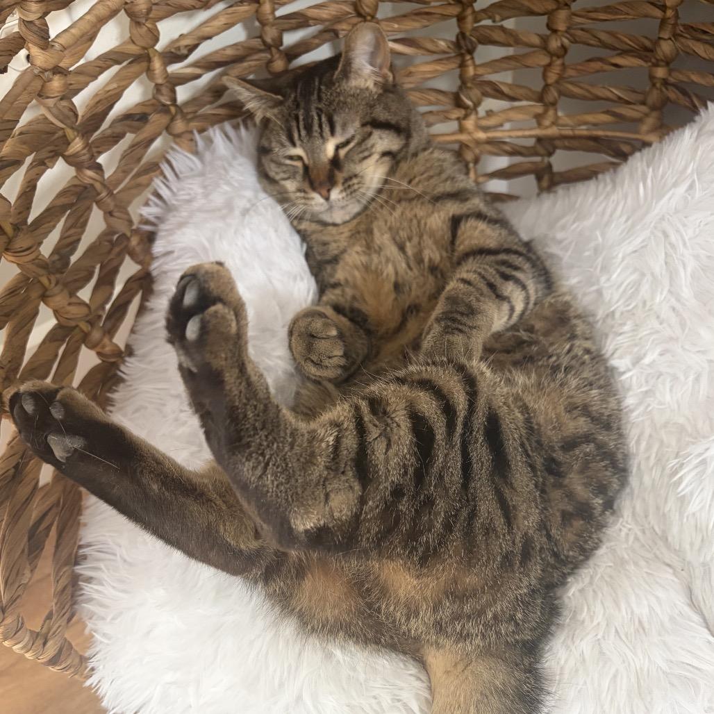 Enlarge Tigris (Lyla), a Adoptable Domestic Short Hair in Rochester, MN image 1/5