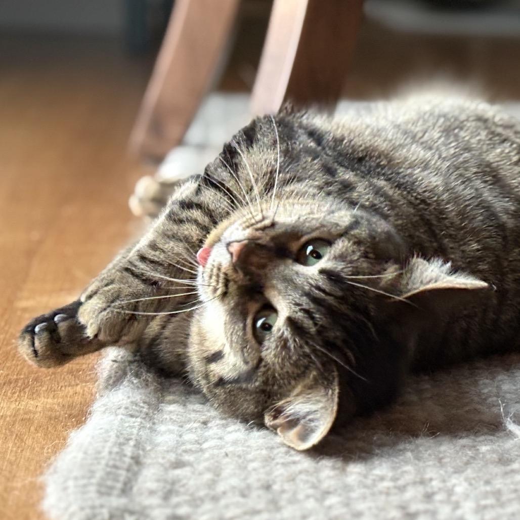 Enlarge Tigris (Lyla), a Adoptable Domestic Short Hair in Rochester, MN image 2/5