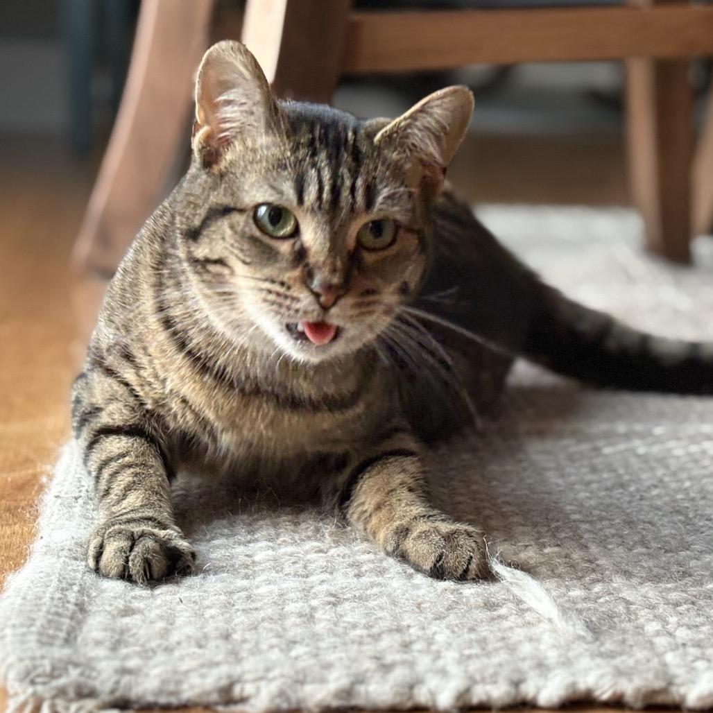 Enlarge Tigris (Lyla), a Adoptable Domestic Short Hair in Rochester, MN image 3/5