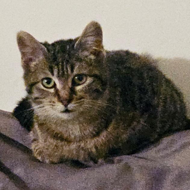 Enlarge Tigris (Lyla), a Adoptable Domestic Short Hair in Rochester, MN image 4/5