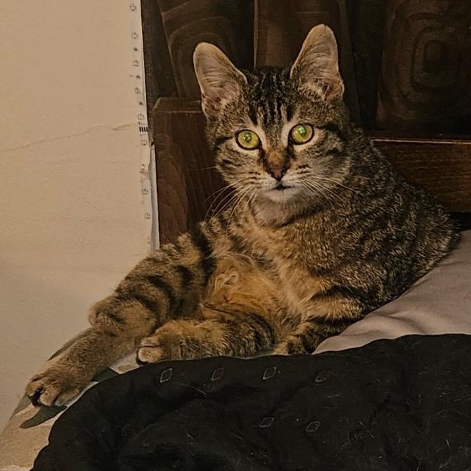 Enlarge Tigris (Lyla), a Adoptable Domestic Short Hair in Rochester, MN image 5/5