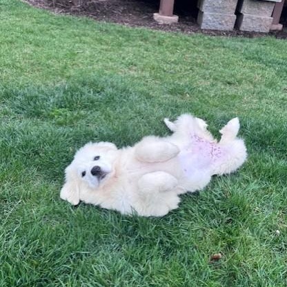 Enlarge Jane-4/11/26, an adopted Great Pyrenees in Lambertville, NJ image 2/6