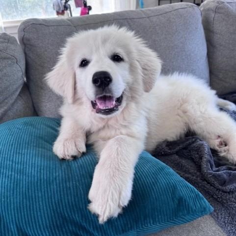 Jane-4/11/26, adopted, Puppy Female Great Pyrenees.