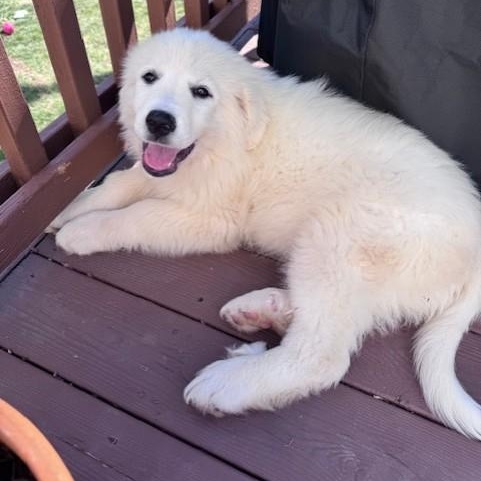 Enlarge Jane-4/11/26, an adopted Great Pyrenees in Lambertville, NJ image 3/6