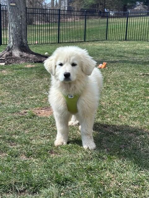 Enlarge Jane-4/11/26, an adopted Great Pyrenees in Lambertville, NJ image 4/6
