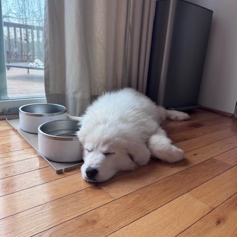 Enlarge Jane-4/11/26, an adopted Great Pyrenees in Lambertville, NJ image 5/6