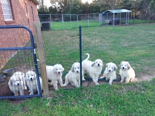 Enlarge Jane-4/11/26, an adopted Great Pyrenees in Lambertville, NJ image 6/6