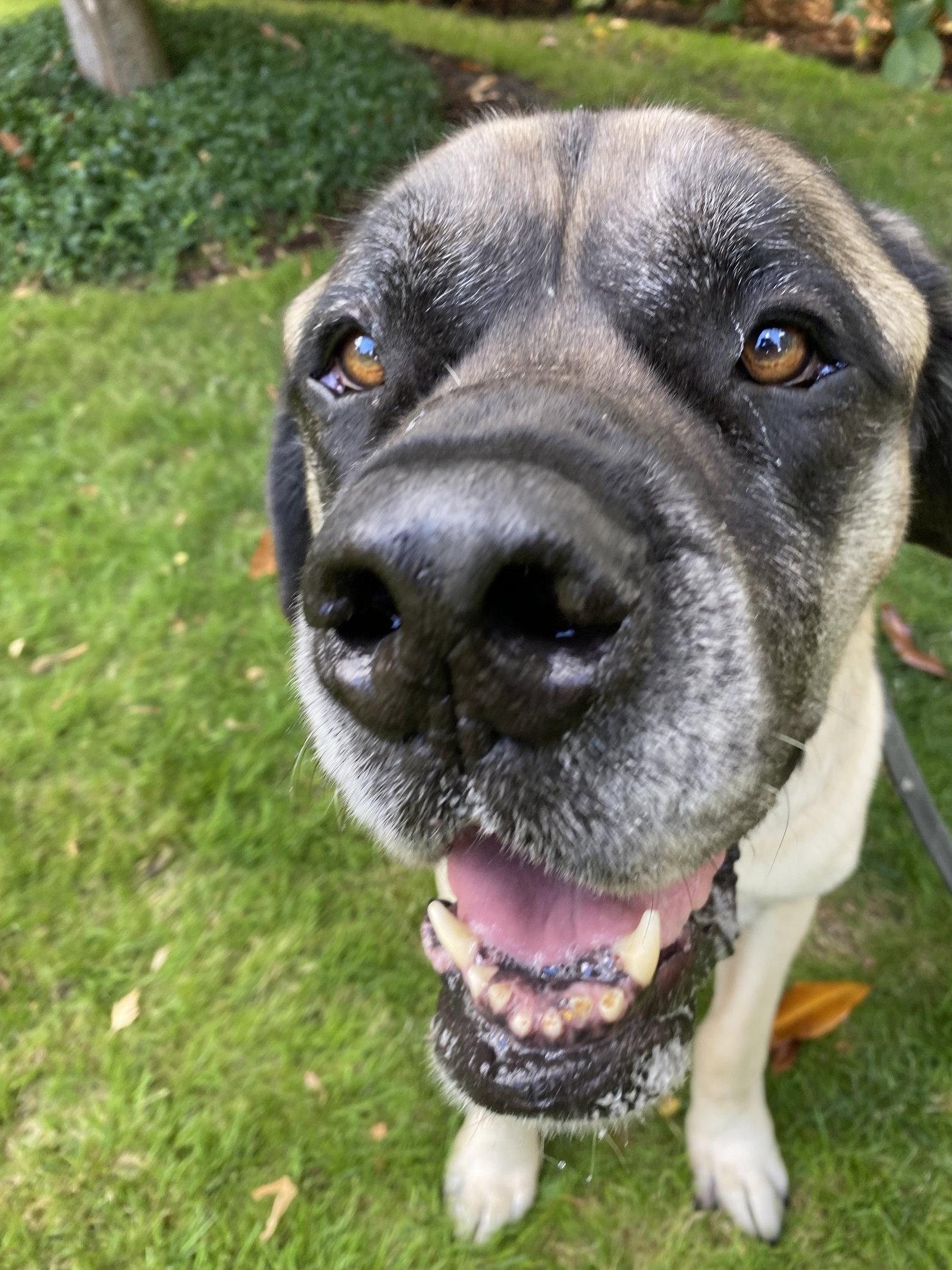 Norman, Adoptable, Senior Male Mastiff.