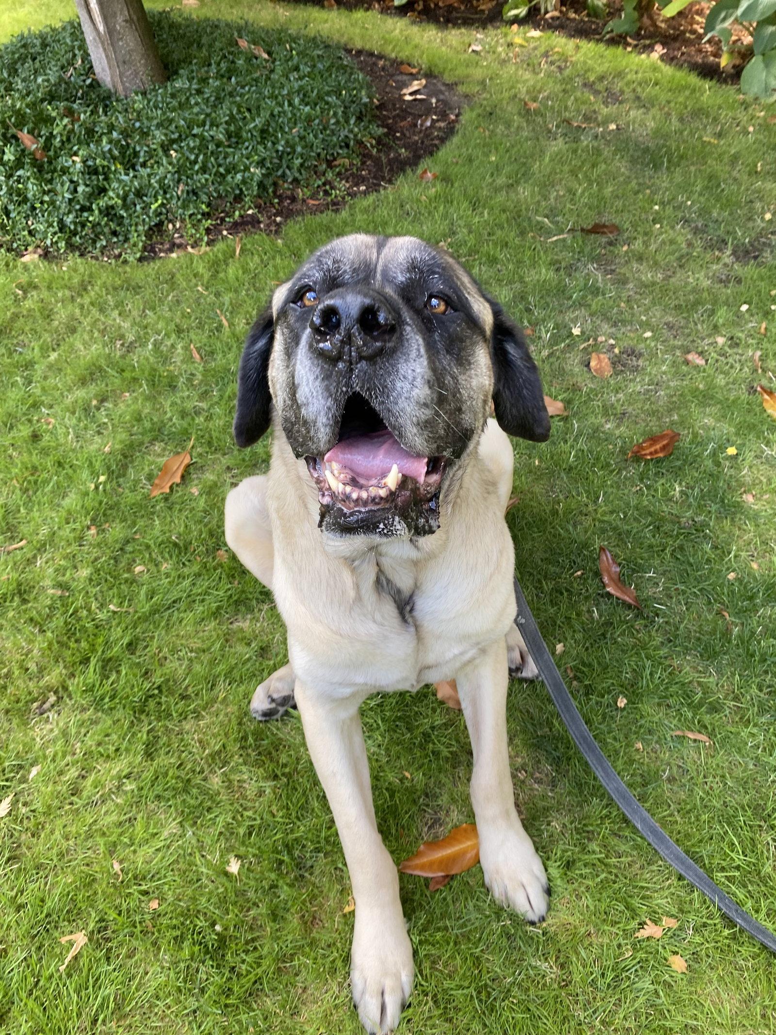Enlarge Norman, a Adoptable Mastiff in McMinnville, OR image 2/3
