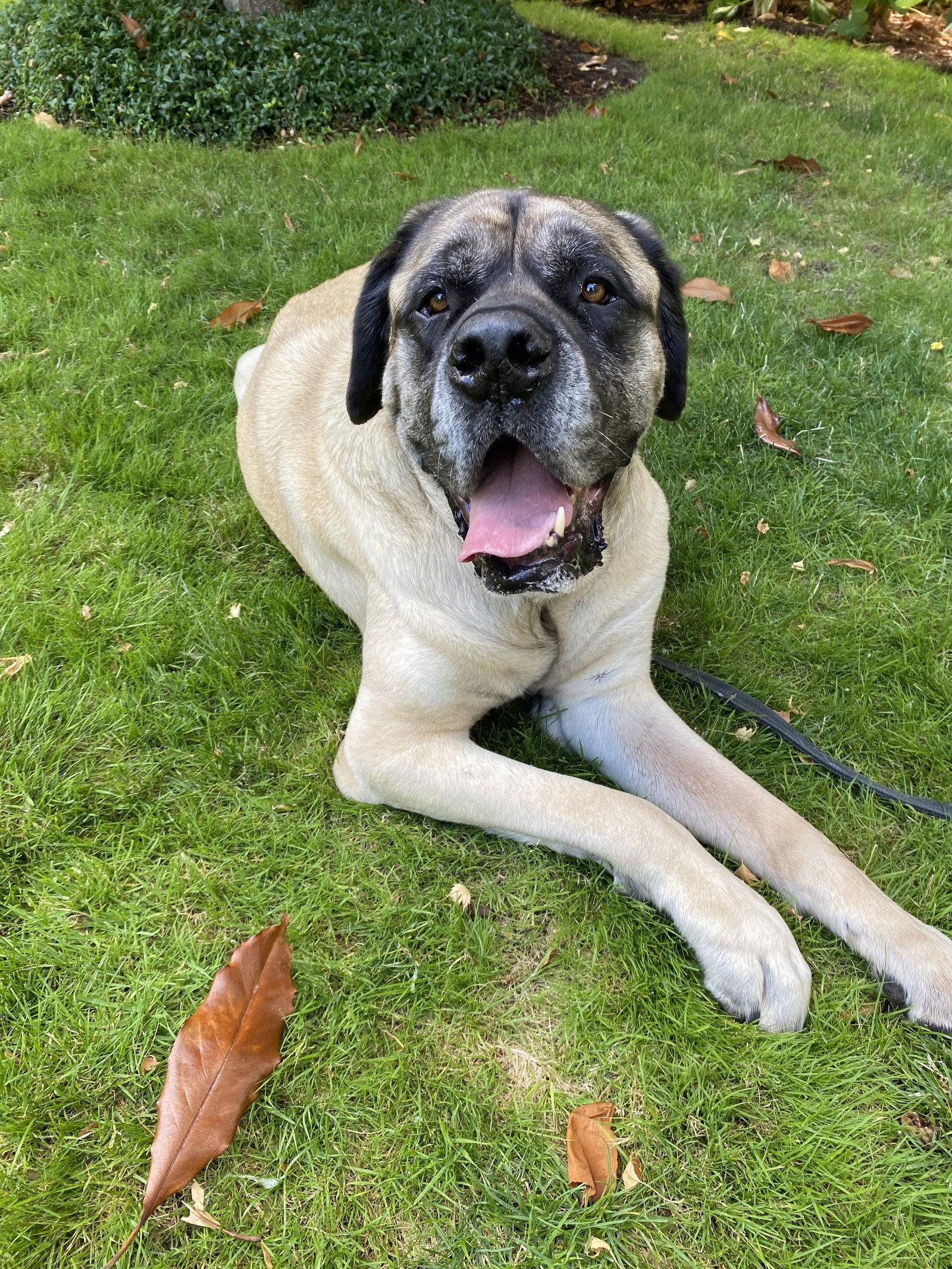 Enlarge Norman, a Adoptable Mastiff in McMinnville, OR image 3/3
